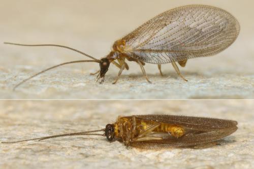 Réf. 200 911 : Hemerobius handschini